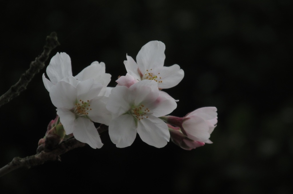 sakura