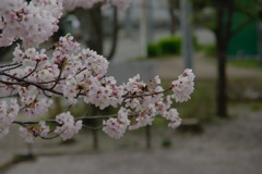 桜