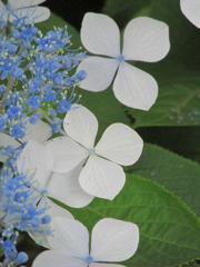 綺麗な装飾花