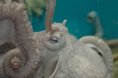  アクアワールド大洗