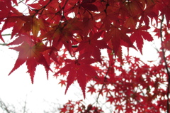 紅