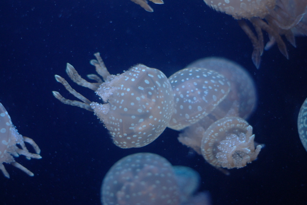 アクアワールド大洗