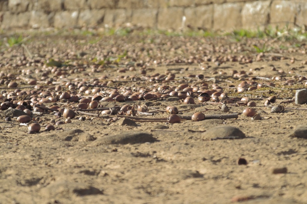 Boneyard