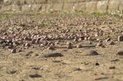 Boneyard