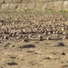 Boneyard