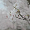 IMG_4091