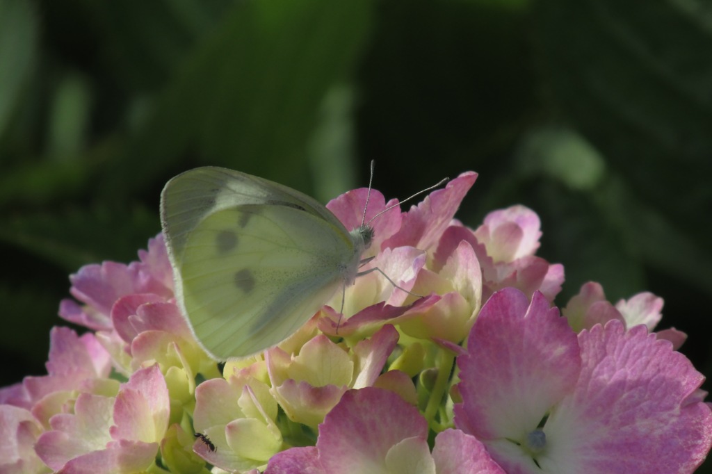 まだ咲いとらんやん