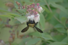 熊蜂