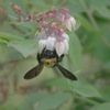 熊蜂