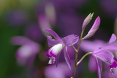 世の中知らぬ花ばかり