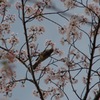 食う
