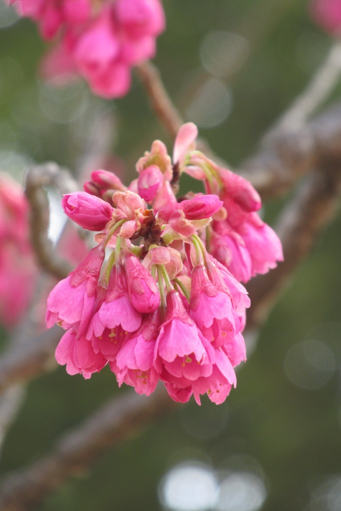 寒緋桜