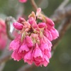 寒緋桜