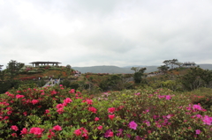 つつじ咲く公園