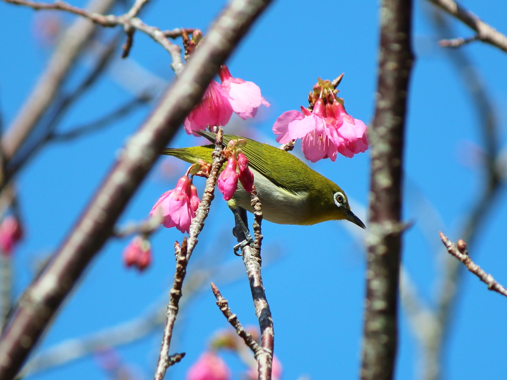 寒緋桜とメジロ