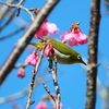 寒緋桜とメジロ