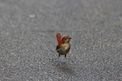 アカヒゲ　雌