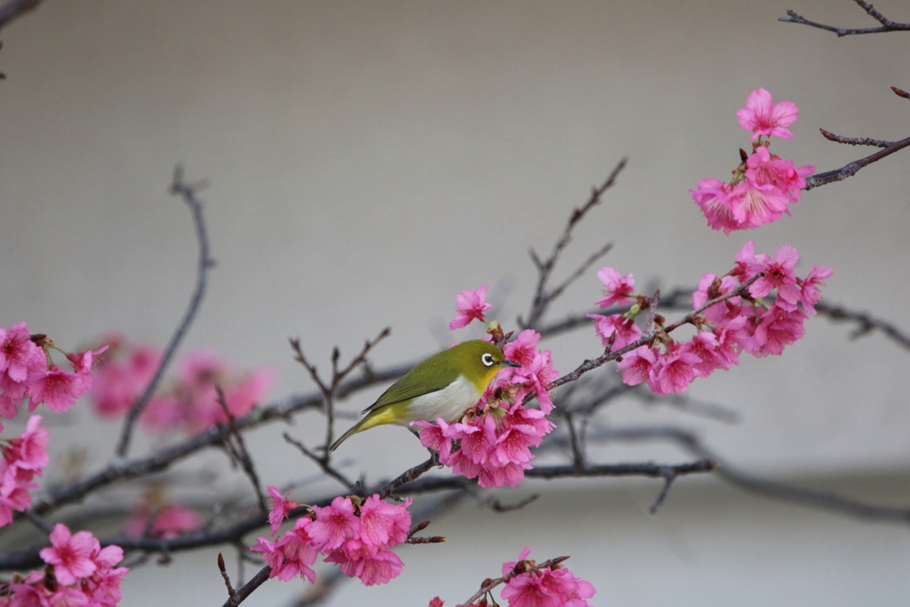 寒緋桜