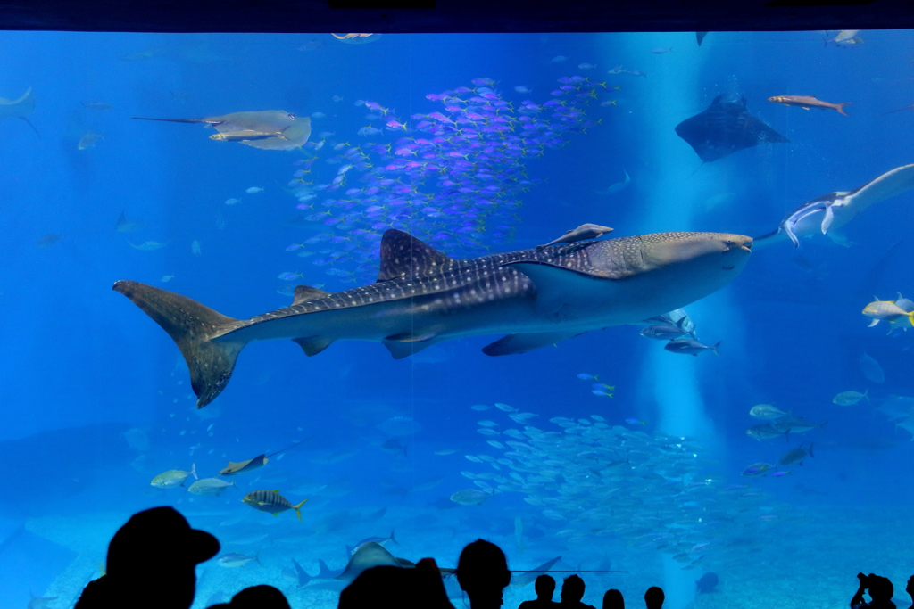 沖縄美ら海水族館　黒潮の海