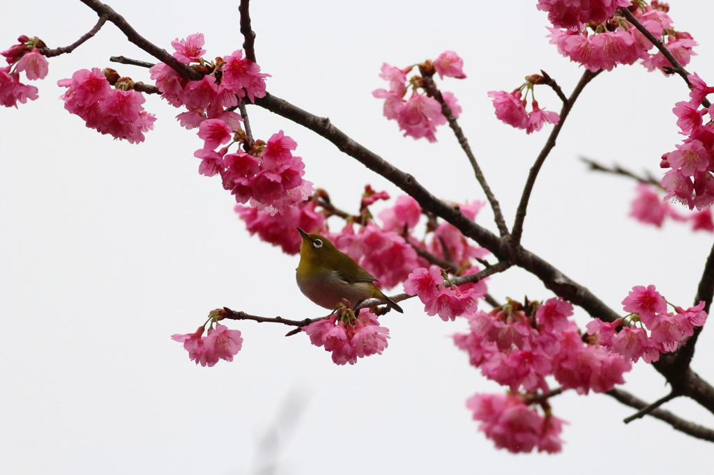 桜とメジロ