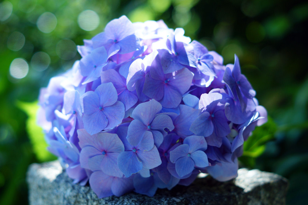 舞台の華