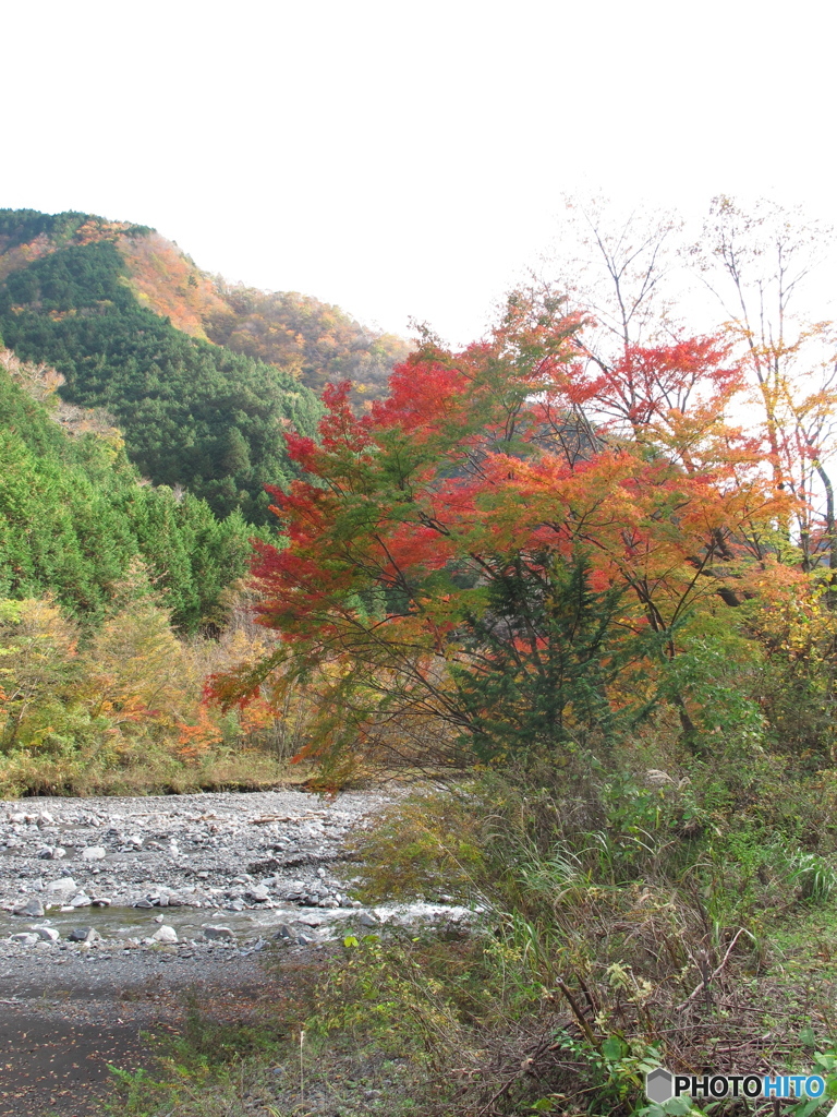 静岡県安部川沿いの紅葉