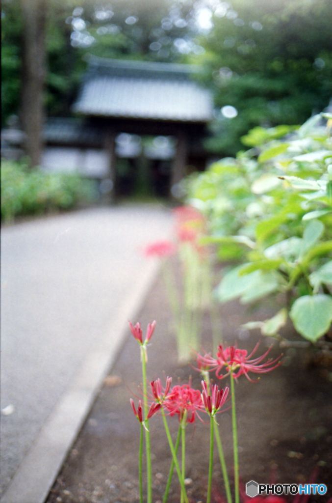 OM-2SP試写07