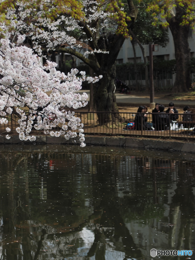 馬橋公園の桜3