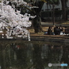 馬橋公園の桜3