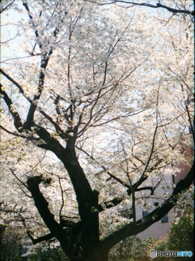 早稲田通り公園の桜