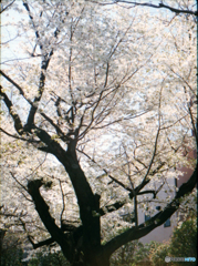 早稲田通り公園の桜