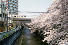神田川　桜　中央線