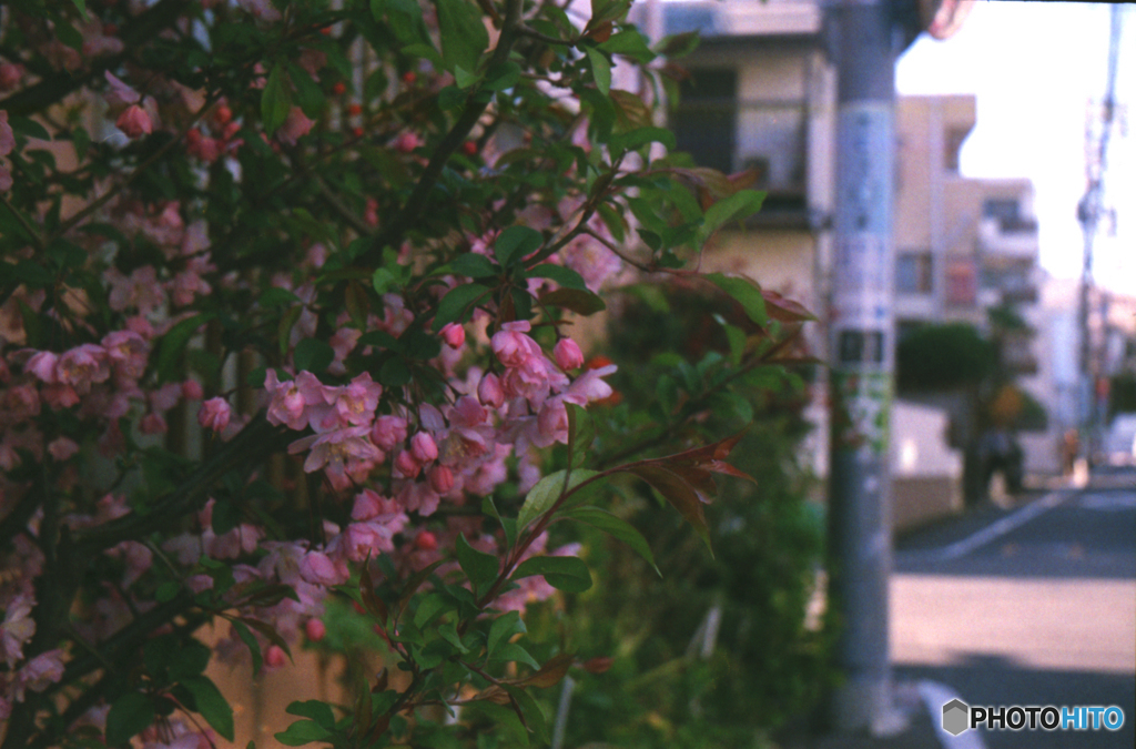 華の季節