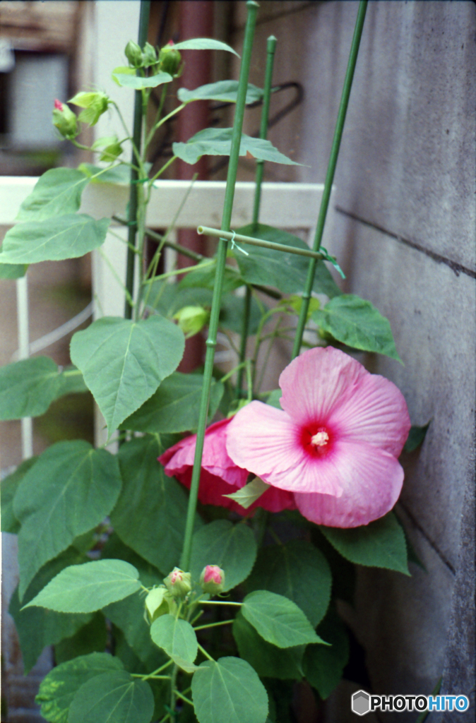 Canonet QL19試写05