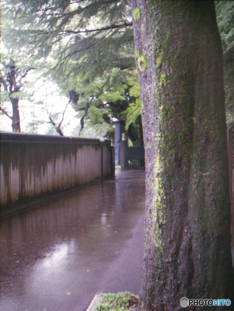 雨の参道