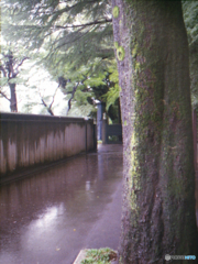 雨の参道