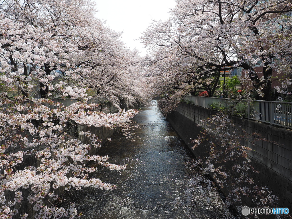 神田川沿いの桜02