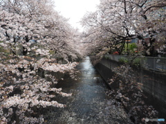 神田川沿いの桜02