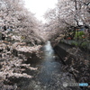 神田川沿いの桜02