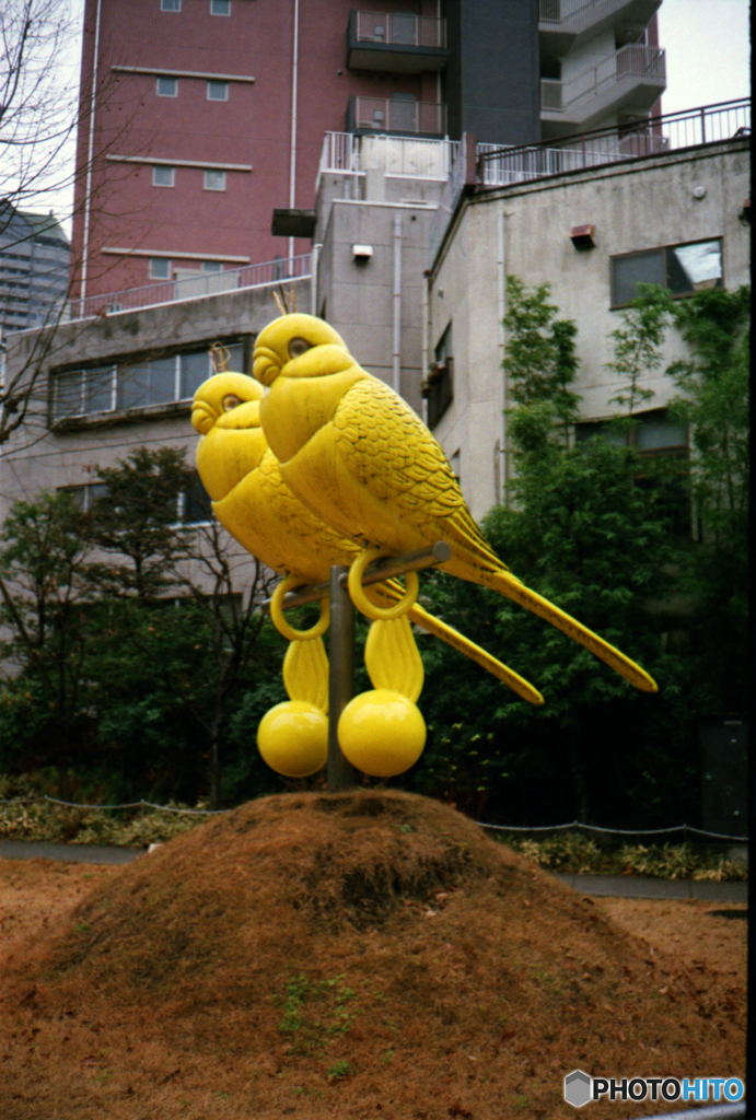 雨の中のカナリア？