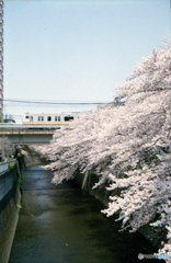 神田川　桜　中央線02