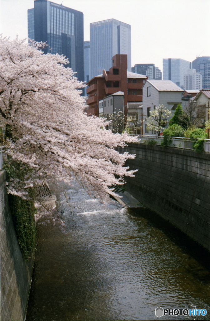 神田川沿いの桜02