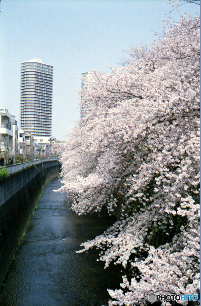 神田川沿いの桜