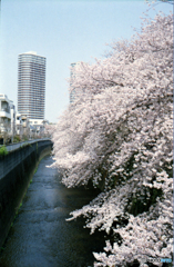 神田川沿いの桜