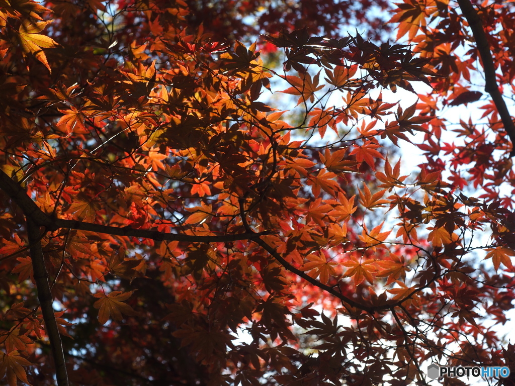 蚕糸の森晩秋　オールドレンズで04