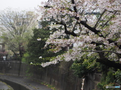 近所のさくら03