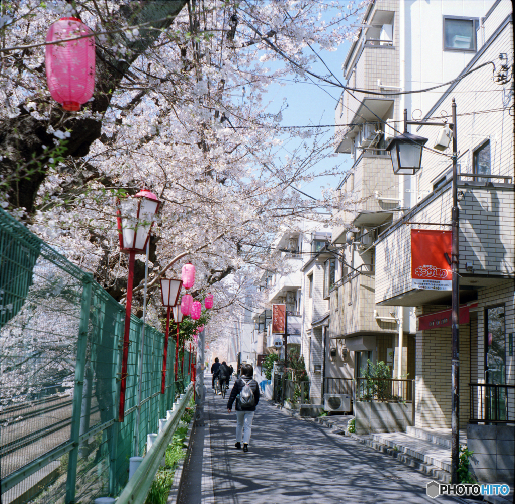東中野界隈桜並木