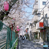 東中野界隈桜並木