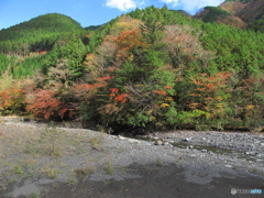 静岡県安部川沿いの紅葉02