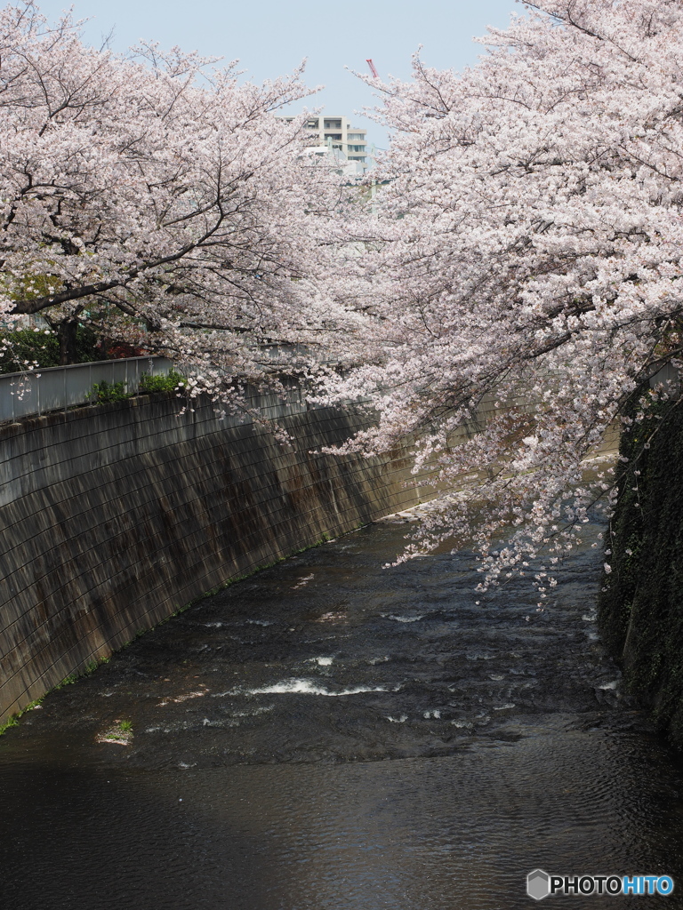 神田川沿いの桜03